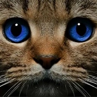 find_the_ghost_cat Games